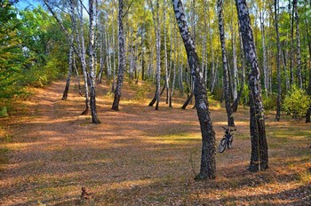 в лесу / осень