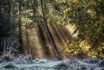 Лучики / Утренняя мелодия света