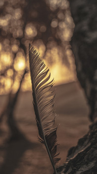 Основной элемент / Перо на березе.