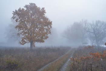 &nbsp; / осень,туман,рассвет