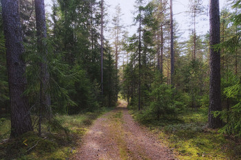 Дорога к Бабе -Яге / Вечерний лес