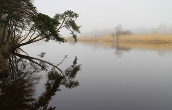 Отражение / Весна