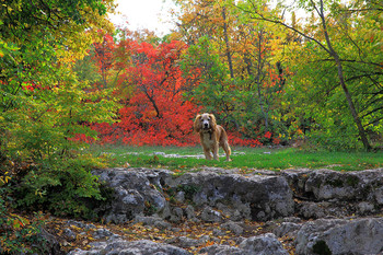 Осеннее / Крым. Горы. Найк. Скумпия