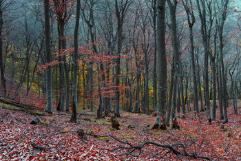 Тишина#2 / Осенний лес на горе Бештау