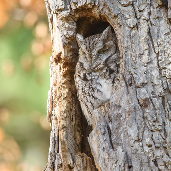 Eastern screech owl / Североамериканская совка
Североамериканская совка относится к семейству совиные, образует вид, в котором содержится 5 подвидов. Обитают они на востоке Северной Америки от южных районов Канады через Великие озёра до Мексиканского залива и северо-востока Мексики
Охота осуществляется от заката до рассвета. Повышенная активность наблюдается в первые 4 часа после захода солнца. Мелкая добыча проглатывается целиком, а крупная разрывается на куски. В рацион питания входят мыши, крысы, бурундуки, белки, землеройки, летучие мыши. Поедаются также мелкие певчие птицы, куропатки, голуби, мелкие змеи, ящерицы, лягушки, жабы, саламандры, раки, пауки, земляные черви, сороконожки, скорпионы.
Как выяснили учёные, североамериканские совки специально извлекают из среды обитания представителей рода узкоротых змей и переносят их в свои гнёзда. Как правило, добычу, которую приносит совка в гнездо, составляют обезглавленные мыши, иногда мертвые жуки. Именно для того, чтобы уберечь свою еду от насекомых, совки специально приносят в свои гнезда змей. В свою очередь змеи поедают личинки муравьев и мух, поедающих добычу совок.