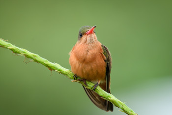 Cinnamon hummingbird / Коричный колибри (Amazilia rutila) является разновидностью колибри в семье Trochilidae. 
Распространение от северо-западной Мексики до Коста-Рики (где кстати и были сделаны снимки)
Естественной средой обитания являются субтропические или тропические засушливые леса.
Особо интерестной информации об этой птице нет, наверное просто достаточно того , что в групе калибри есть вид с такой расцветкой )
Конечно люди иногда интерисуются любит ли этот вид колибри любят корицу?
конечно нет) Просто окрас птицы сранивают с корицей.
Встречаются вопросы и покруче:
-Колибри нападают на людей?...как ни странно зарегистрованны и такие случаи
-Может ли пчела убить колибри??..пчелы и осы, могут иногда маневрировать и атаковать колибри. 
Одиночный укус может быть смертельным для колибри, потому что для поглощения яда, масса тела мала, но подтвержденных случев нет))
Ну и напоследок бекоментариев :-уксус убивает колибри?