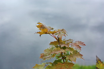 Над водой (для тех, кто не понял) / старый мост через Вазузу, город Зубцов, тверская область