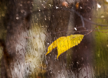 Дождливое настроение / Одинокий лист за мокрым стеклом