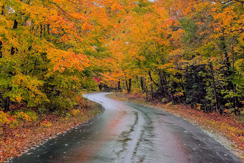 Дождливое настроение / 06.10.2019 - Harris Road - Algonquin State Park - Ontario - Canada