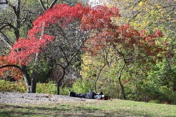 Осень в Нью-Йорке / В городском парке