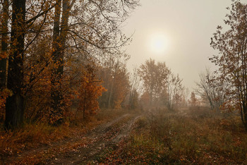 &nbsp; / осень,туман,дорога
