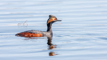 Поганка / Черношейная поганка (Podiceps nigricollis)