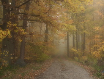 Утро туманное / Осенние туманы . Лесной пейзаж Этюд.