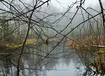 "Природа плачет, ей сегодня грустно ..." / "Природа плачет, ей сегодня грустно -
 Наверно, не хватает теплоты ...
 А может, плачет, что в садах уж пусто,
 Что птицы не поют и не цветут цветы.
 Грустит природа - ведь она живая!
 И ей, порой, присущи качества людей -
 Дождинки - слезы часто проливая
 В воспоминаниях уже ушедших дней ..."