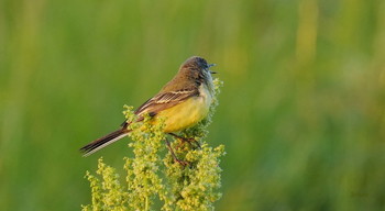 Птица--певица. / В поле.