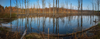 Осень на болоте. / мертвый лес в Суворове, Тульская обл.