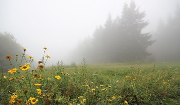 Опушка леса в тумане / Утренняя