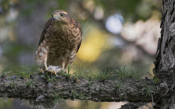 Ястреб перепелятник (подросток).. / самец..
если я не ошибаюсь, это момент, когда он отнял добычу у родителя,
т. к. был сильно голодный, а надо было делиться с сестрой, 
в таких случаях отец всегда старался восстановить справедливость.. ))