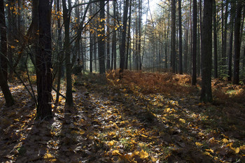 Заколдованный лес. / **Заколдованный лес,осень,листья