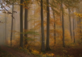 Рыжая осень... / Осенний лесной пейзаж .