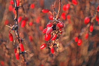 Зимний поцелуй. / Осенние осадки в виде инея.