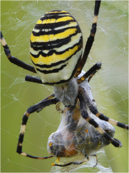 Попалась. / Паук-кругопряд Брюнниха - Argiope bruennichi. Один из немногих пауков, самка которых регулярно съедает самца после спаривания.