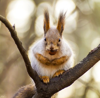 С орехом / ноябрь