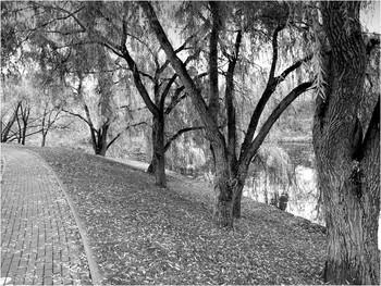 деревья вдоль реки / река Свислочь