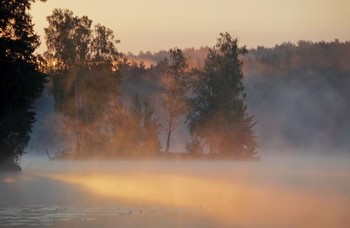 В утреннем свете....... / Петербург. Осиновая Роща. Август