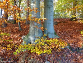 Harburger Stadtpark & Außenmühlenteich Hamburg / Деревья плачут, когда люди вырезают на них свои имена... Альбом «Пейзаж»: http://fotokto.ru/id156888/photo?album=76852 Альбом «вересковая долина, парки, дюны»: http://fotokto.ru/id156888/photo?album=75053
Необыкновенно красивое место отдыха в Гамбурге Harburger Stadtpark & Außenmühlenteich. Это искусственное озеро в районе Гамбург-Хагбург (Hamburg-Harburg) длиной около 1 км и шириной 250 метров. На южном и западном берегах озера находится гороской парк района Харбург, на восточном берегу озера раскинулся роскошный развлекательный комплекс MidSommerland с бассейнами, кафе, местом для гриля. Вокруг озера "дорога здоровья" для любителей бега, пеших и велосипедных прогулок составляет 5 км. Чайки, лебеди, гуси, канадские казарки, камышницы и лысухи обитают на этом озере. Подробнее в моем блоге: http://fotokto.ru/blogs/aussenmhlenteich-hamburg-harburg-32611.html
Смотрите слайд-шоу об этом парке:
Harburger Stadtpark & Außenmühlenteich Hamburg :
https://www.youtube.com/watch?v=jbG7j-3WUNs
Слайд-шоу "Осенний бал":
https://www.youtube.com/watch?v=QshlHtT0t6g
https://www.youtube.com/watch?v=cX90GjJAfHA