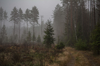 Туман / лес. туман