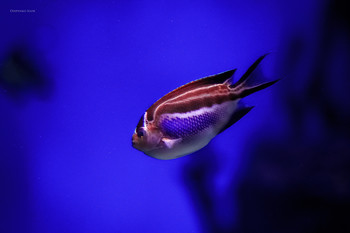 &nbsp; / Подводный мир