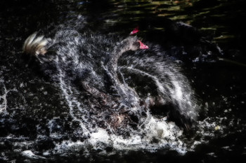 &nbsp; / Феерия чёрного лебедя