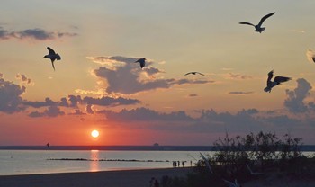 Вечерние полёты / Сестрорецк. Июнь