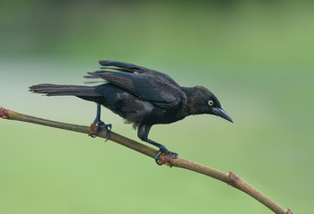 Carib grackle / Траурный гракл