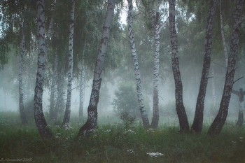 Утро в лесу / ...
