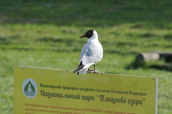 Чайка / плещеево озеро