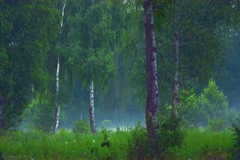 Сказочный лес / ...