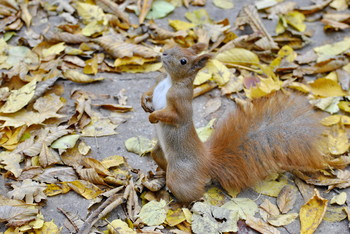 Не мой взгляд / Встреча в парке
