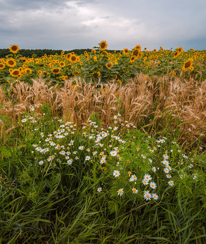 Летнее поле / Разнотравье на краю подсолнечного поля. Благодатная земля. 
Лето, 2019 года. Из фотопроекта «Открывая Ставрополье».