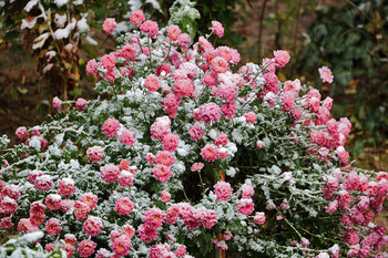 Цветы под снегом / 22 ноября - первый снег в Ташкенте