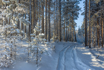 Мороз и солнце / Зимняя дорога в лесу