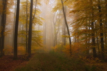 Осенний наряд / Осенний лесной пейзаж . Зарисовка
