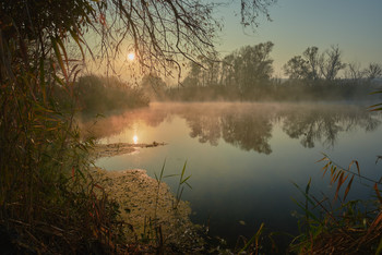Утро в прибрежных зарослях / река Северский Донец. Осень 2019.