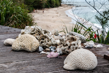 &nbsp; / Находки на берегу Южно-Китайского моря. Остров Калимантан, Борнео.