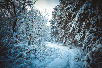 после снегопада... / прогулка по лесу
