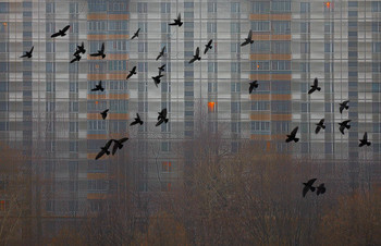 "шотландка" моего утра / вид из окна