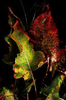&quot;Осенняя палитра&quot; / ...как-то сфотографировал листья конского щавеля нп Белом Яру.
