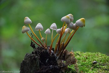 Дружные ребята / ...