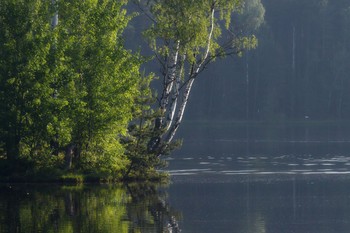 Утреннее.......... / Петербург. Осиновая Роща. Июнь